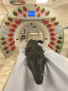 Ancient Secrets Revealed: The Discovery of a 3,000-Year-Old Crocodile Mummy - image 3