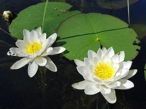 Ancient Aquatic Plants: The Cultural and Natural Heritage of Vietnam - image 5