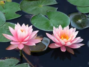 Ancient Aquatic Plants: The Cultural and Natural Heritage of Vietnam - image 0