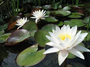 Ancient Aquatic Plants: The Cultural and Natural Heritage of Vietnam - image 1