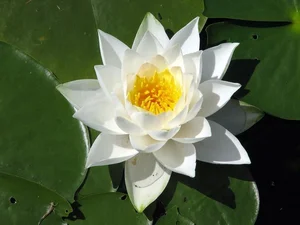 Ancient Aquatic Plants: The Cultural and Natural Heritage of Vietnam - image 4