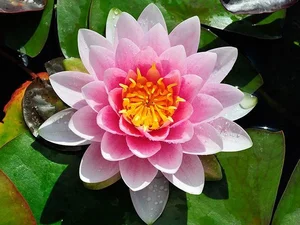 Ancient Aquatic Plants: The Cultural and Natural Heritage of Vietnam - image 7