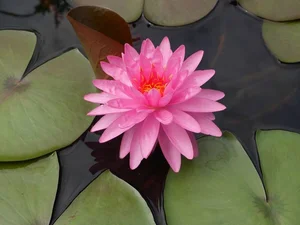 Ancient Aquatic Plants: The Cultural and Natural Heritage of Vietnam - image 6