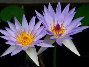 Ancient Aquatic Plants: The Cultural and Natural Heritage of Vietnam - image 8