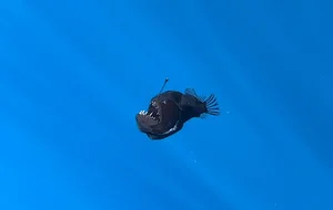 Rare Sighting of the 'Black Sea Devil' Anglerfish Stuns the Internet - image 2