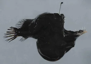 Rare Sighting of the 'Black Sea Devil' Anglerfish Stuns the Internet - image 4
