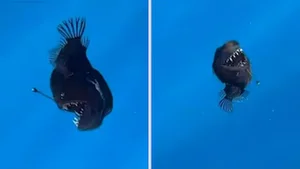 Rare Sighting of the 'Black Sea Devil' Anglerfish Stuns the Internet - image 0