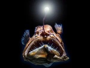 Rare Sighting of the 'Black Sea Devil' Anglerfish Stuns the Internet - image 5
