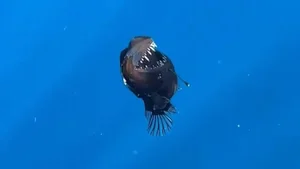 Rare Sighting of the 'Black Sea Devil' Anglerfish Stuns the Internet - image 3