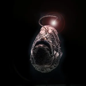 Rare Sighting of the 'Black Sea Devil' Anglerfish Stuns the Internet - image 7