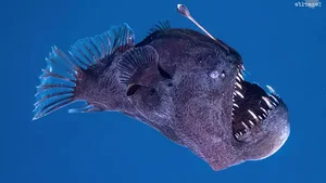 Rare Sighting of the 'Black Sea Devil' Anglerfish Stuns the Internet - image 1