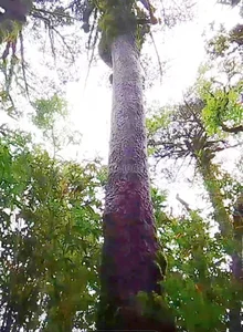 Hidden Botanical Treasure: Rare Conifer Species Found on Bat Xat Mountain Peaks - image 5