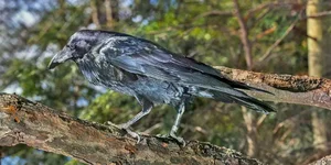 The Mysterious Hunting Alliance Between Ravens and Wild Wolves in the Wilderness - image 5