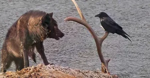 The Mysterious Hunting Alliance Between Ravens and Wild Wolves in the Wilderness - image 6