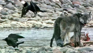 The Mysterious Hunting Alliance Between Ravens and Wild Wolves in the Wilderness - image 3
