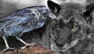 The Mysterious Hunting Alliance Between Ravens and Wild Wolves in the Wilderness - image 1