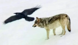 The Mysterious Hunting Alliance Between Ravens and Wild Wolves in the Wilderness - image 2