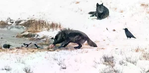The Mysterious Hunting Alliance Between Ravens and Wild Wolves in the Wilderness - image 4
