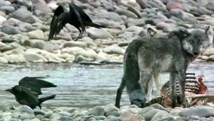 The Mysterious Hunting Alliance Between Ravens and Wild Wolves in the Wilderness - image 0