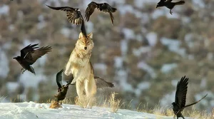 The Mysterious Hunting Alliance Between Ravens and Wild Wolves in the Wilderness - image 7