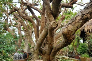 Vietnam’s Unique Super Tree Worth 10 Billion VND: Why the Owner Refused a Fortune - image 2