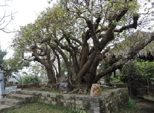Vietnam’s Unique Super Tree Worth 10 Billion VND: Why the Owner Refused a Fortune - image 9