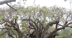 Vietnam’s Unique Super Tree Worth 10 Billion VND: Why the Owner Refused a Fortune - image 4