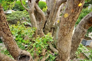Vietnam’s Unique Super Tree Worth 10 Billion VND: Why the Owner Refused a Fortune - image 0
