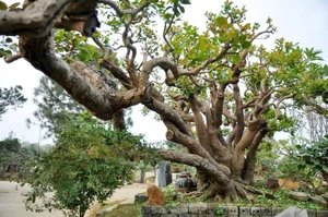 Vietnam’s Unique Super Tree Worth 10 Billion VND: Why the Owner Refused a Fortune - image 6