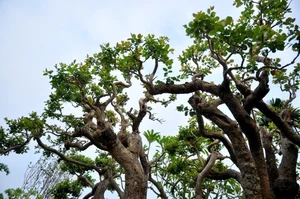 Vietnam’s Unique Super Tree Worth 10 Billion VND: Why the Owner Refused a Fortune - image 3