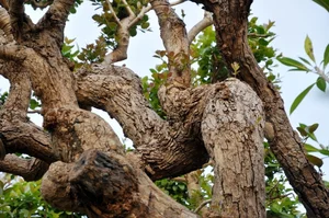 Vietnam’s Unique Super Tree Worth 10 Billion VND: Why the Owner Refused a Fortune - image 7