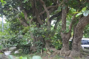 Vietnam’s Unique Super Tree Worth 10 Billion VND: Why the Owner Refused a Fortune - image 1