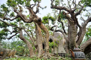 Vietnam’s Unique Super Tree Worth 10 Billion VND: Why the Owner Refused a Fortune - image 5