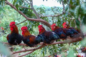 Organic Poultry Farming: How Premium Chicken Diets Earn Farmers Huge Profits - image 0