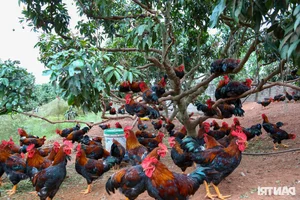 Organic Poultry Farming: How Premium Chicken Diets Earn Farmers Huge Profits - image 4