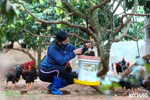 Organic Poultry Farming: How Premium Chicken Diets Earn Farmers Huge Profits - image 2