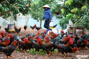 Organic Poultry Farming: How Premium Chicken Diets Earn Farmers Huge Profits - image 1