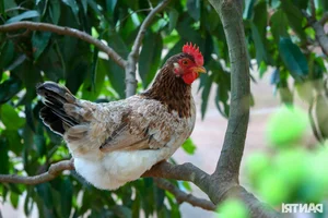 Organic Poultry Farming: How Premium Chicken Diets Earn Farmers Huge Profits - image 3