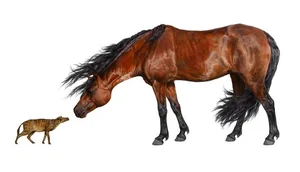 Uncovering the Surprising Secrets of Ancient Horse Ancestors - image 4