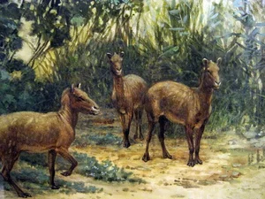 Uncovering the Surprising Secrets of Ancient Horse Ancestors - image 7