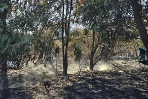 Massive Forest Fires in Quang Tri Province Amid Intense Heatwave - image 2