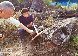 The Incredible Discovery: Worker Finds Rare Log Worth $27 Million - image 3