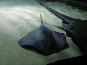 Deep Sea Surprises: Fishermen Encounter a Giant Monster Fish - image 0