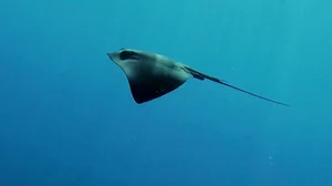 Deep Sea Surprises: Fishermen Encounter a Giant Monster Fish - image 1