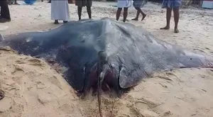 Deep Sea Surprises: Fishermen Encounter a Giant Monster Fish - image 3