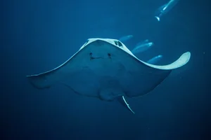 Deep Sea Surprises: Fishermen Encounter a Giant Monster Fish - image 7