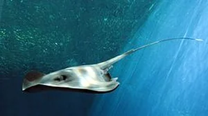 Deep Sea Surprises: Fishermen Encounter a Giant Monster Fish - image 4