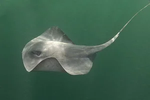 Deep Sea Surprises: Fishermen Encounter a Giant Monster Fish - image 5