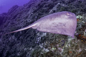 Deep Sea Surprises: Fishermen Encounter a Giant Monster Fish - image 2