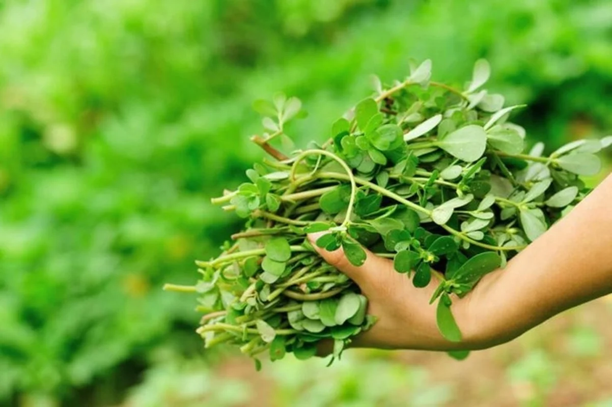 Valuable Wild Vegetables: Vietnamese Herbs Selling for Premium Prices Abroad